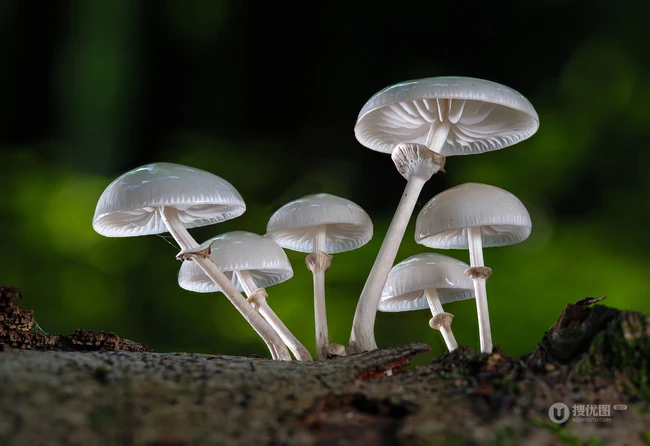 野生蘑菇图片，户外森系自然生长的美味野生蘑菇唯美图片 第6张