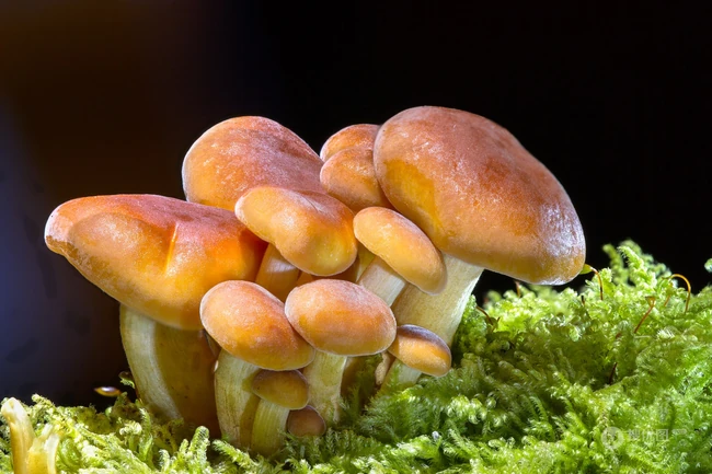 野生蘑菇图片，户外森系自然生长的美味野生蘑菇唯美图片 第8张
