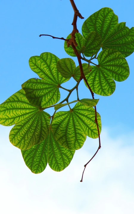 蓝色天空下的绿叶植物手机壁纸图片