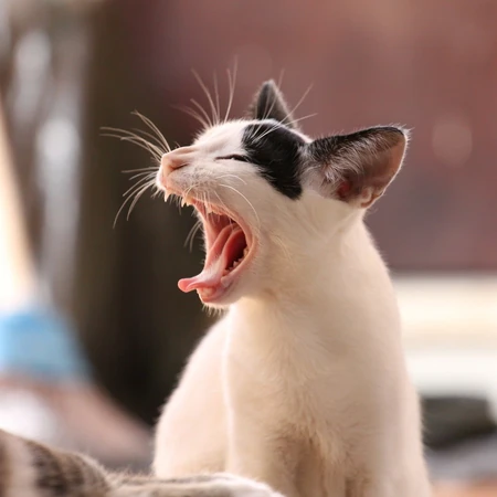 打哈欠的可爱宠物猫精选图片