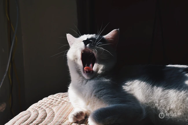 打哈欠的可爱宠物猫精选图片 第2张