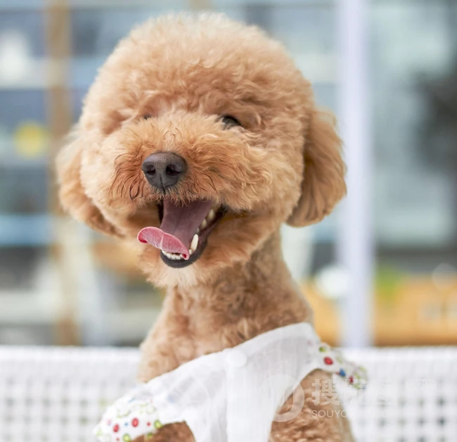 嘻戏逗闹的可爱贵宾犬图片 第1张