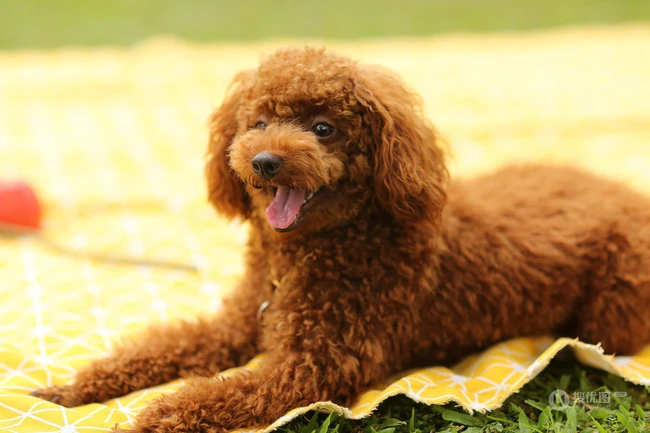 嘻戏逗闹的可爱贵宾犬图片 第5张