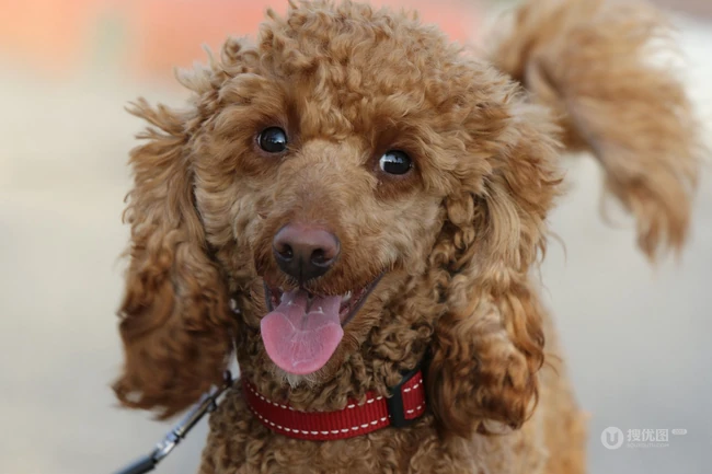嘻戏逗闹的可爱贵宾犬图片 第4张