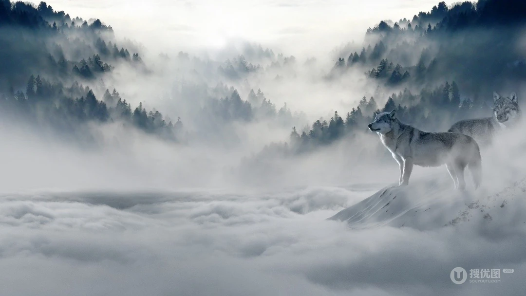 云雾缭绕的雪山，驻足在山头的两只狼唯美高清壁纸图片
