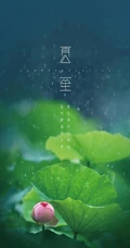 夏至有雨，仓里有米，小清新绿色植物系列夏至节气壁纸图片
