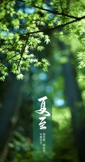 夏至有雨，仓里有米，小清新绿色植物系列夏至节气壁纸图片