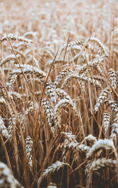 成熟的小麦高清摄影手机壁纸图片