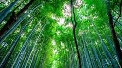 四季常青，细细密密的竹林，竹子，逆光森系景色壁纸图片