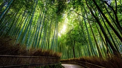 四季常青，细细密密的竹林，竹子，逆光森系景色壁纸图片