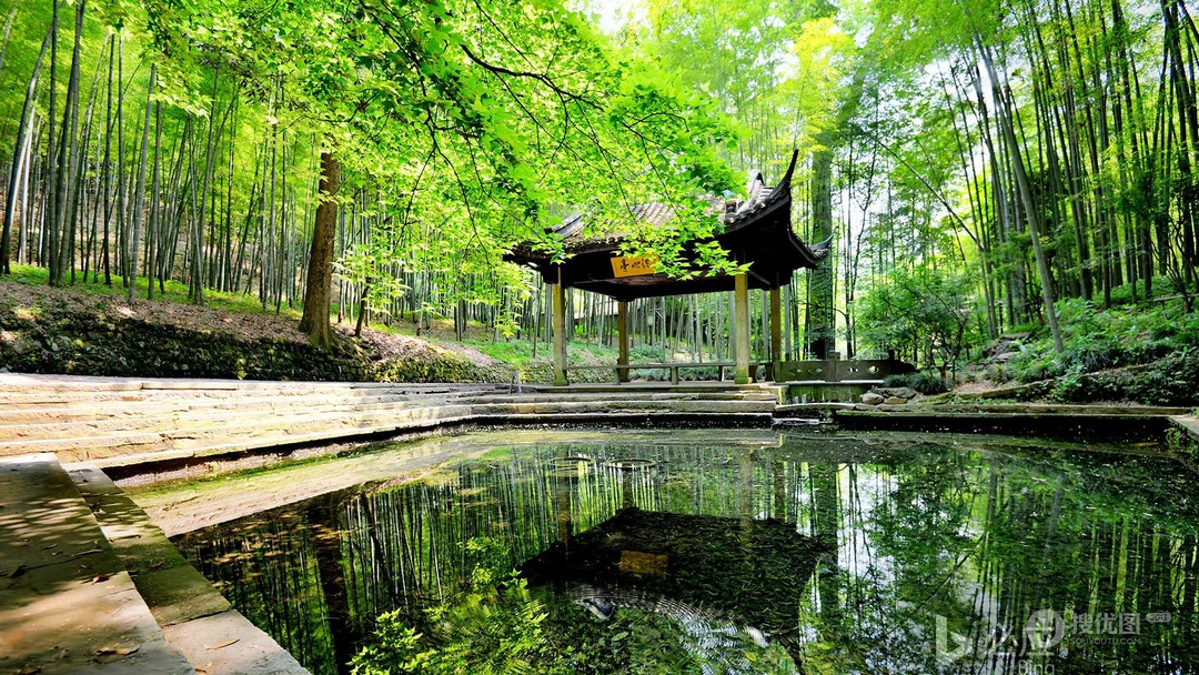 四季常青，细细密密的竹林，竹子，逆光森系景色壁纸图片