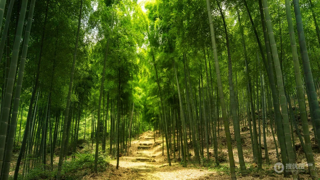 四季常青，细细密密的竹林，竹子，逆光森系景色壁纸图片