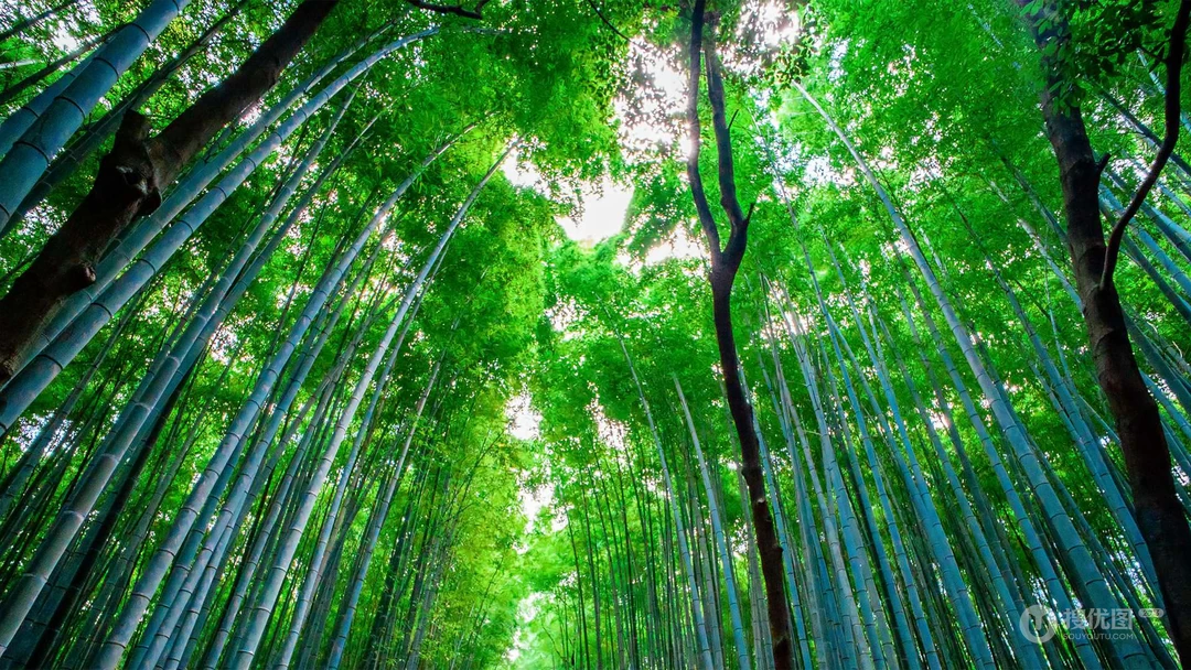 四季常青，细细密密的竹林，竹子，逆光森系景色壁纸图片