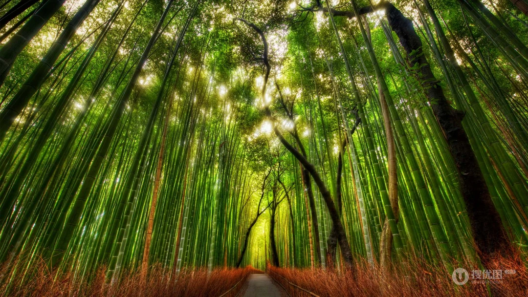 四季常青，细细密密的竹林，竹子，逆光森系景色壁纸图片