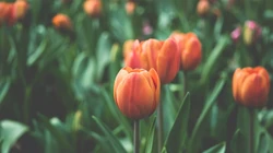 郁金香图片，多种不同颜色的郁金香清新淡雅静距离摄影壁纸图片