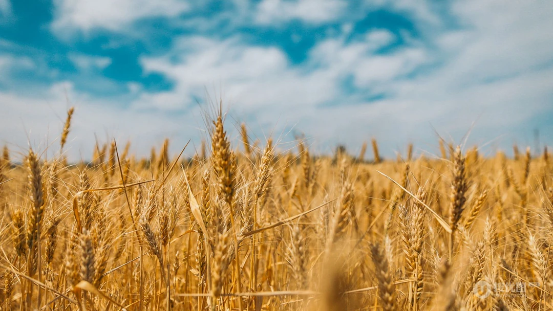 麦田 麦穗，金黄的麦子 唯美高清小麦壁纸图片