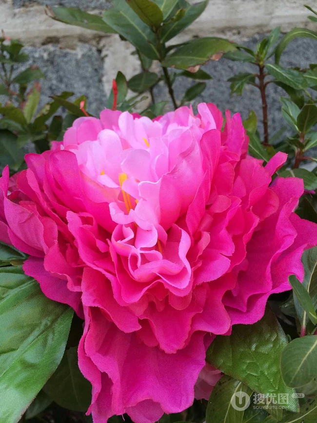 春满大地，牡丹花开，粉红色的牡丹花唯美图片