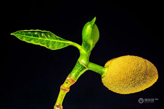 菠萝蜜图片，长在树上或大或小的热带水果菠萝蜜图片 第7张