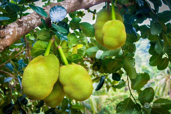 菠萝蜜图片，长在树上或大或小的热带水果菠萝蜜图片 第1张