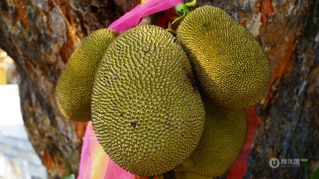 菠萝蜜图片，长在树上或大或小的热带水果菠萝蜜图片 第8张