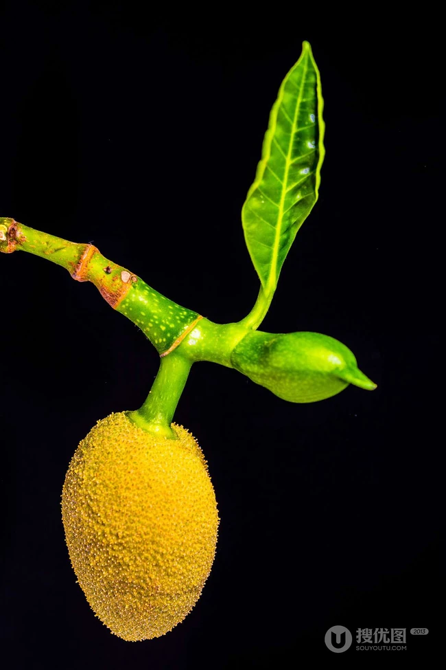 菠萝蜜图片，长在树上或大或小的热带水果菠萝蜜图片 第3张