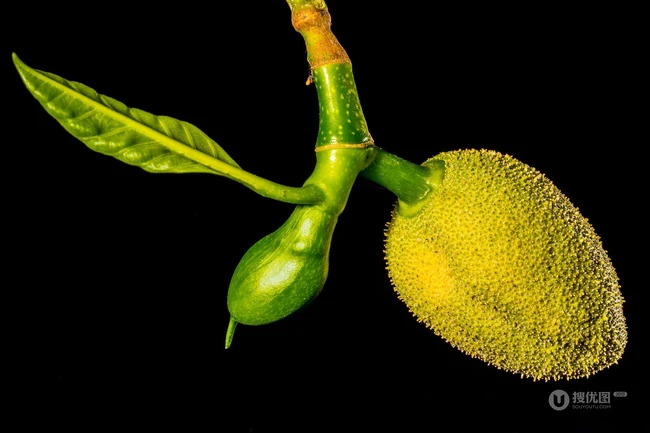 菠萝蜜图片，长在树上或大或小的热带水果菠萝蜜图片 第6张