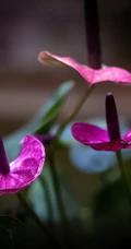 火鹤花图片