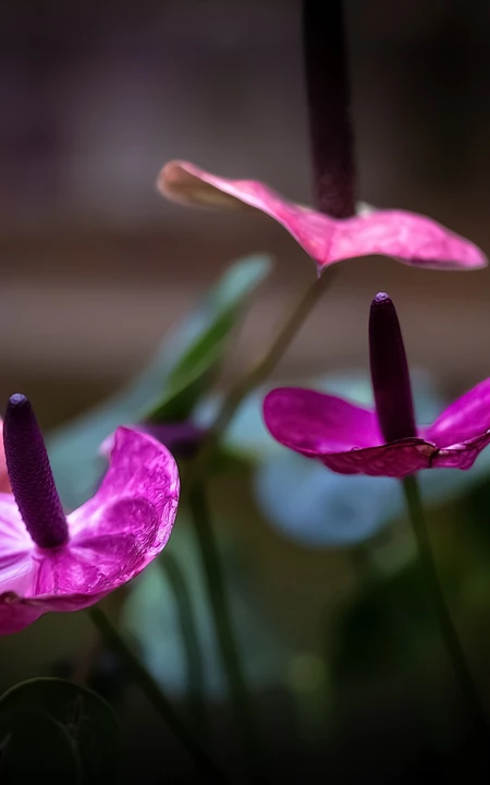 火鹤花图片