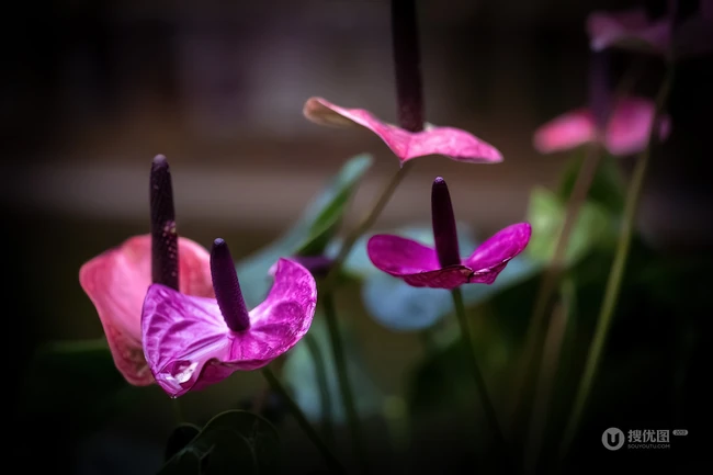 火鹤花图片