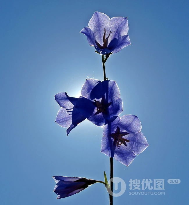 清新淡雅的风铃草图片