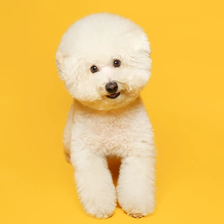 比熊犬，黄色背景下的萌宠比熊犬可爱摆拍图片