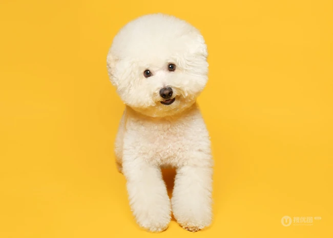 比熊犬，黄色背景下的萌宠比熊犬可爱摆拍图片 第1张