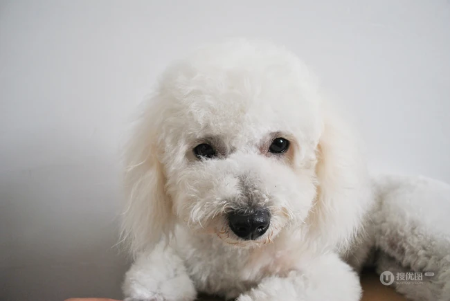比熊犬，黄色背景下的萌宠比熊犬可爱摆拍图片 第6张