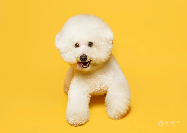 比熊犬，黄色背景下的萌宠比熊犬可爱摆拍图片 第4张