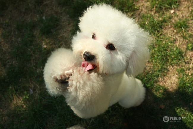 比熊犬，黄色背景下的萌宠比熊犬可爱摆拍图片 第5张