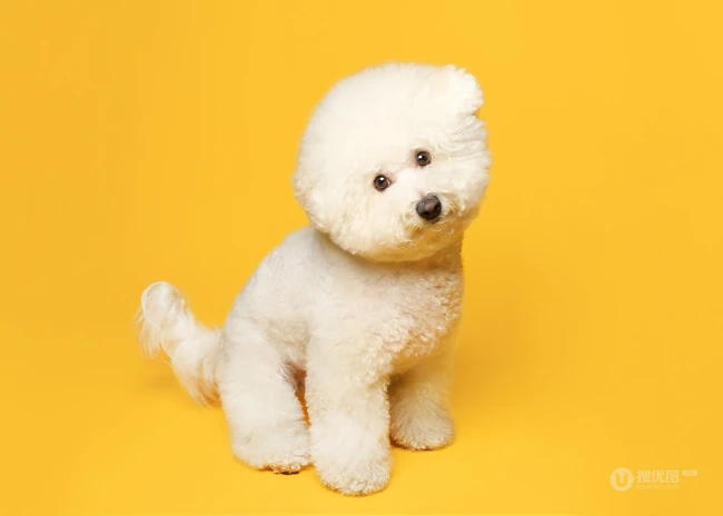 比熊犬，黄色背景下的萌宠比熊犬可爱摆拍图片 第3张