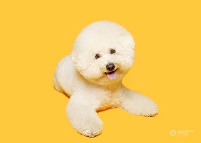 比熊犬，黄色背景下的萌宠比熊犬可爱摆拍图片 第2张
