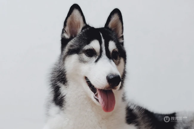 西伯利亚雪橇犬 （哈士奇）雪地美拍图片 第7张