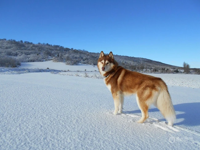 西伯利亚雪橇犬 （哈士奇）雪地美拍图片 第5张