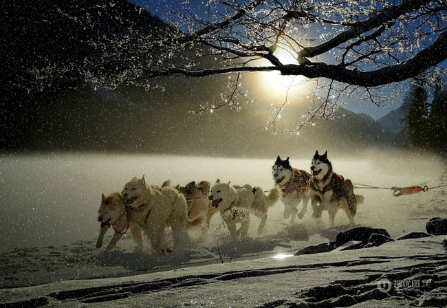 西伯利亚雪橇犬 （哈士奇）雪地美拍图片 第11张