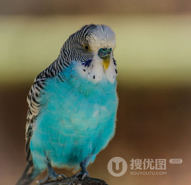 虎皮鹦鹉图片，羽毛漂亮，外形可爱的虎皮鹦鹉高清摄影美图 第4张