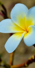 鸡蛋花（蛋黄花）图片