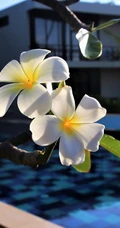 鸡蛋花（蛋黄花）图片
