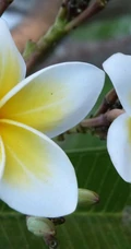 鸡蛋花（蛋黄花）图片