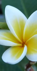 鸡蛋花（蛋黄花）图片