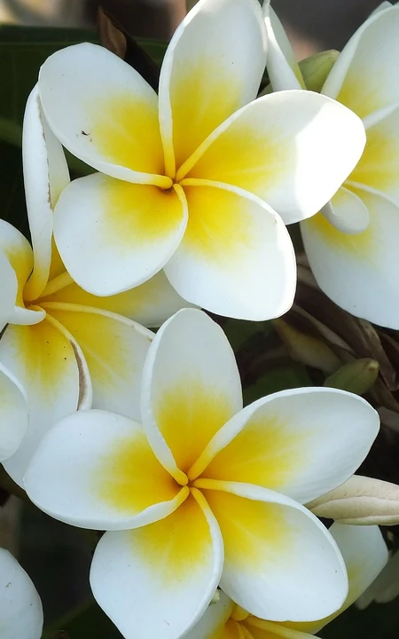 鸡蛋花（蛋黄花）图片