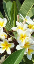 鸡蛋花（蛋黄花）图片