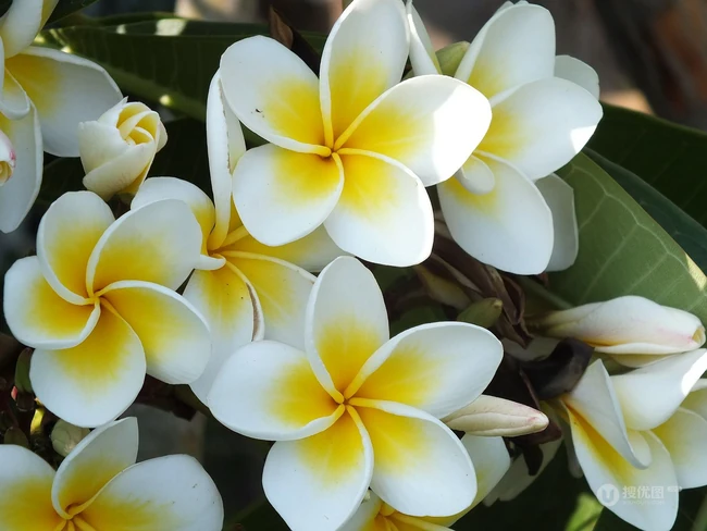 鸡蛋花（蛋黄花）图片