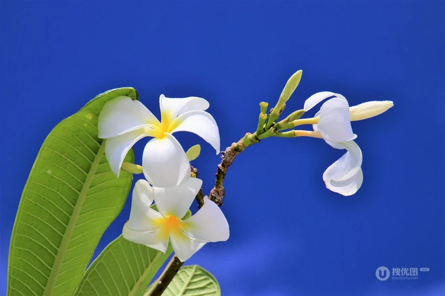 鸡蛋花（蛋黄花）图片
