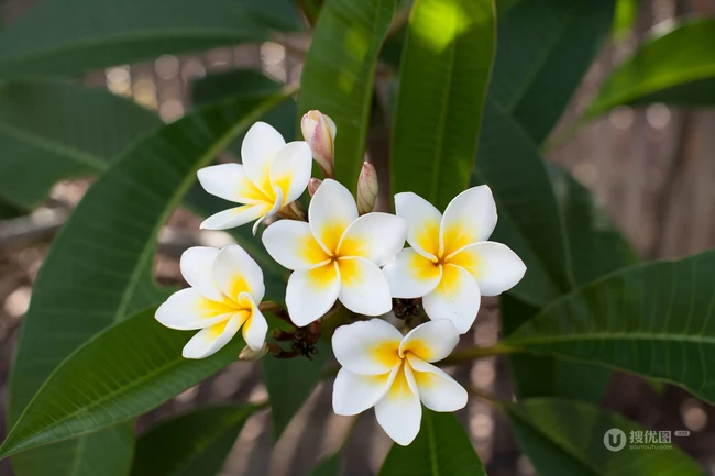 鸡蛋花（蛋黄花）图片